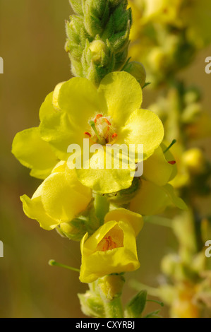 Dense blühende Königskerze (Verbascum Densiflorum), Blume, North Rhine-Westphalia Stockfoto