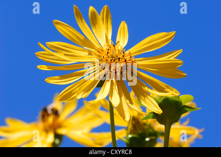 Topinambur, Sunroot, Topinambur, Erde Apfel oder Topinambour (Helianthus Tuberosus), Blume, vorkommen in Nordamerika Stockfoto