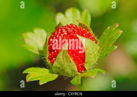 Erdbeere, Gurbir, indische Erdbeere zu verspotten oder falsche Erdbeere (Potentilla Indica früher Duchesnea Indica) Stockfoto