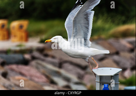 Europäische Silbermöwe (Larus Argentatus), ausziehen von einem Mast mit elektrischen Anschlüsse am Hafen von Timmendorf Stockfoto