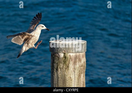 Kaspische Möve (Larus Cachinnans) Landung auf einem Mast in den Hafen von Timmendorf, Insel Poel, Mecklenburg-Vorpommern Stockfoto