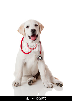 Schöne Labrador Retriever mit einem Stethoskop an seinem Hals, isoliert auf weiss Stockfoto