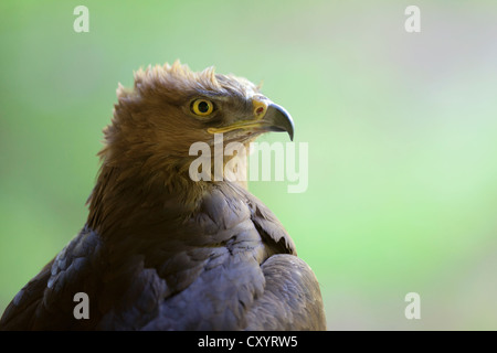 Lesser Spotted Eagle (Aquila Pomarina), Neuschoenau im freien Tiergehege, Bayerischer Wald, Bayern, PublicGround Stockfoto