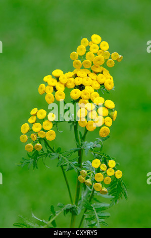 Rainfarn, bittere Tasten (Tanacetum Vulgare), blühend, North Rhine-Westphalia Stockfoto