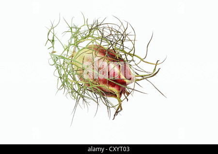 Love-in-a-Mist (Nigella Damascena), Saatgut Kopf, gefunden im südlichen Europa, als Heilpflanze kultiviert Stockfoto