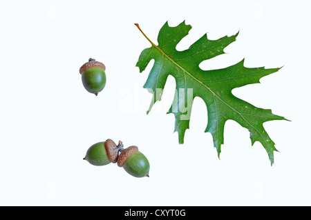 Roteiche (Quercus Rubra), ein Blatt und Eicheln Stockfoto