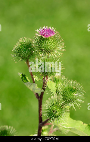 Die große Klette (Arctium Lappa), blühend, North Rhine-Westphalia Stockfoto