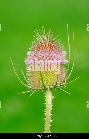 Fuller's Karde und wilden Karde (Dipsacus Sylvestris, Dipsacus Fullonum), Blütenstand, North Rhine-Westphalia Stockfoto