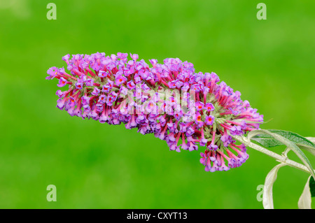 Schmetterlingsstrauch oder Sommer Flieder (Buddleja Davidii), blühend, North Rhine-Westphalia Stockfoto