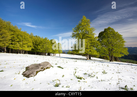 Schnee in den Frühlingswald auf Mt Kandel, Schwarzwald, Baden-Württemberg Stockfoto