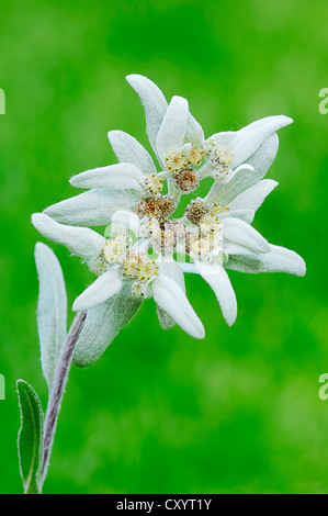 Edelweiß (Leontopodium Alpinum Leontopodium Nivale Subspecies Alpinum), Blüte Stockfoto