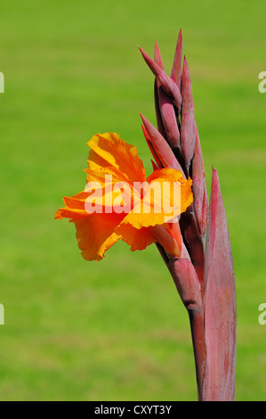 Indische erschossen (Canna Indica), blühend, Zierpflanze, North Rhine-Westphalia Stockfoto