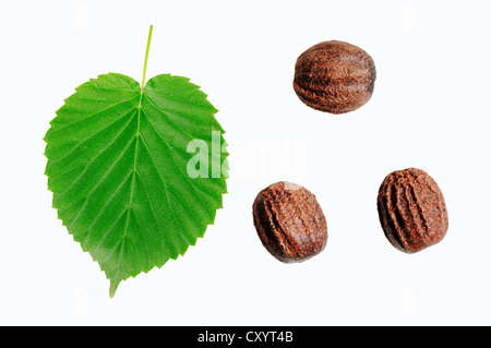 Taschentuchbaum (Davidia Involucrata), Blätter und Früchte, gefunden in China, Zierbaum Stockfoto