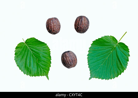 Taube, Baum (Davidia Involucrata), Blätter und Früchte, gefunden in China, Zierbaum Stockfoto