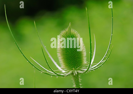 Fuller's Karde, wilde Karde (Dipsacus Sylvestris, Dipsacus Silvester, Dipsacus Fullonum), Blütenstand, North Rhine-Westphalia Stockfoto