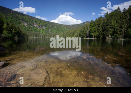 Grosser Arbersee See mit Reflexionen, Bayerischer Wald, Bayern Stockfoto