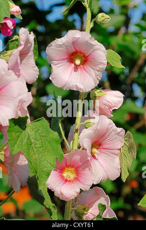 Gemeinsamen Stockrose (Alcea Rosea, Althaia Rosea, Althaia Chinensis), Gartenpflanze, North Rhine-Westphalia Stockfoto