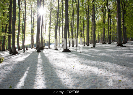 Frisch gefallenen Schnee im Frühjahr, Buche mit frischen grünen Blätter, Mt Kandel, Schwarzwald, Baden-Württemberg Stockfoto