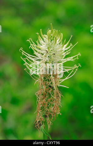 Spike Rapunzeln (Phyteuma Spicatum), Blüte, North Rhine-Westphalia Stockfoto