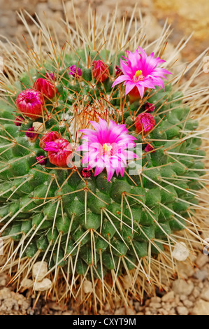 Rothaariger Ire (Mammillaria La), gefunden in Nordamerika, eine Zierpflanze, North Rhine-Westphalia Stockfoto