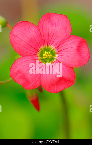 Iron cross (Oxalis Tetraphylla, Oxalis Deppei), Blüte, fand in Mexiko, Zierpflanze, North Rhine-Westphalia Stockfoto