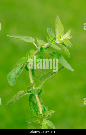 Oregano (Origanum Vulgare), North Rhine-Westphalia Stockfoto