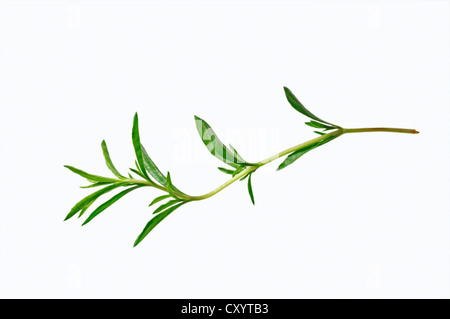 Winter-Bohnenkraut (Satureja Montana), gefunden im südlichen Europa, als eine Gewürzpflanze kultiviert Stockfoto