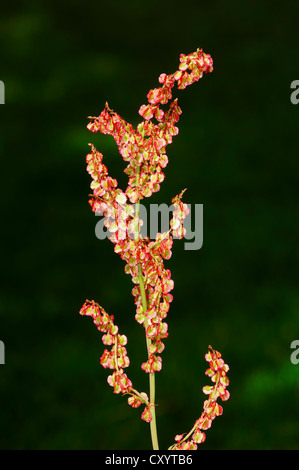 Sauerampfer (Rumex liegen), North Rhine-Westphalia Stockfoto