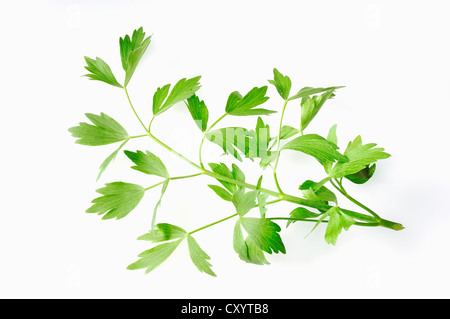 Liebstöckel (Levisticum Officinale) Stockfoto