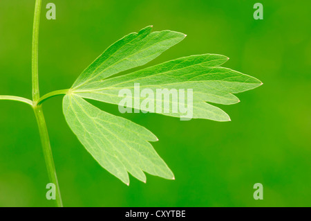 Liebstöckel (Levisticum Officinale), Blatt, North Rhine-Westphalia Stockfoto