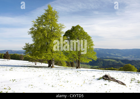 Neuschnee im Frühjahr, Buche mit frischen grünen Blättern auf Kandel Berg im Schwarzwald, Baden-Württemberg Stockfoto