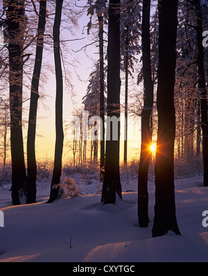 Sonnenuntergang in Buchenwald (Fagus Sylvatica) mit Schnee, in der Nähe von Stuetzerbach, Thüringer Wald Stockfoto