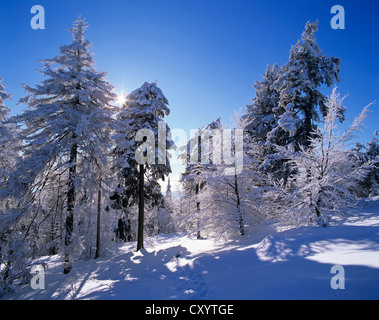 Winterlandschaft in Grosser Inselsberg Nature Reserve, in der Nähe von Brotterode, Thüringer Wald, Thüringen Stockfoto