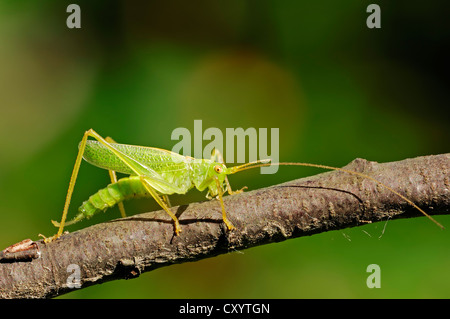 Trommeln, Grashuepfer, Eiche Bush-Cricket (Meconema Thalassinum, Meconema Varium), Männlich, North Rhine-Westphalia Stockfoto