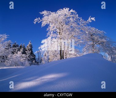 Winterlandschaft in Grosser Inselsberg Nature Reserve, in der Nähe von Brotterode, Thüringer Wald, Thüringen Stockfoto