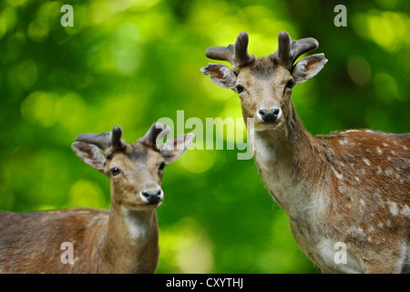 Damhirsch (Dama Dama), mit wachsenden Geweih, Wildgehege, Niedersachsen, PublicGround Stockfoto