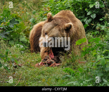 Europäischer Braunbär (Ursus Arctos) Essen ein Reh (Capreolus Capreolus), in einer geschlossenen Zone des Bayerischen Wald National Stockfoto