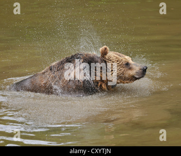 Europäischer Braunbär (Ursus Arctos), schütteln sich im Wasser, in einer geschlossenen Zone des Nationalparks Bayerischer Wald Stockfoto