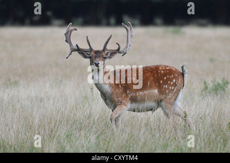 Damhirsch (Dama Dama), in der samt Bühne, in einem Gehäuse, Sachsen, PublicGround Stockfoto