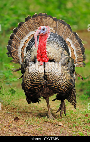 Wilder Truthahn (Meleagris Gallopavo), Tom, gefunden in Nordamerika, Gefangenschaft, North Rhine-Westphalia Stockfoto