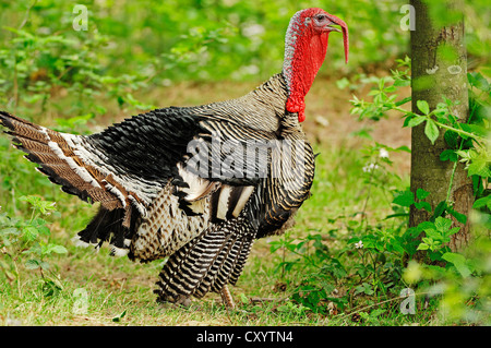 Wilder Truthahn (Meleagris Gallopavo), Tom, gefunden in Nordamerika, Gefangenschaft, North Rhine-Westphalia Stockfoto