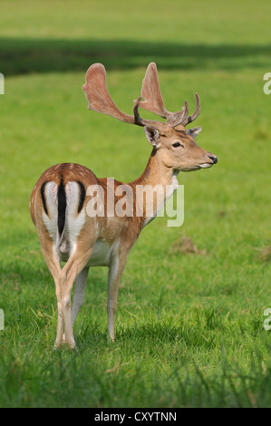 Damhirsch (Dama Dama), in der samt Bühne, in einem Gehäuse, Sachsen, PublicGround Stockfoto