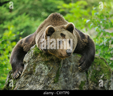 Europäischer Braunbär (Ursus Arctos) in einer geschlossenen Zone des Bayerischen Wald Nationalpark, Bayern Stockfoto