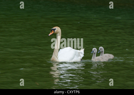 Mute Swan (Cygnus Olor) schwimmen mit zwei Cygnets auf Wichelsee See, Sarnen, Schweiz, Europa Stockfoto