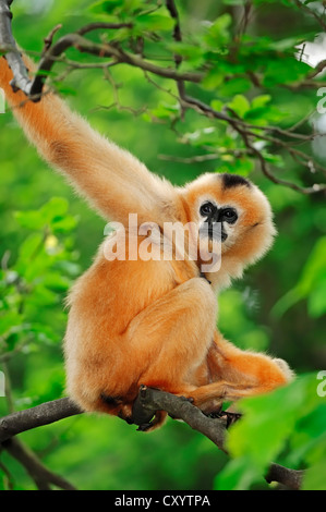 Northern weiße-cheeked Gibbon (Nomascus Leucogenys, Hylobates Concolor Leucogenys), Weiblich, gefunden in Asien, Gefangenschaft, Belgien Stockfoto