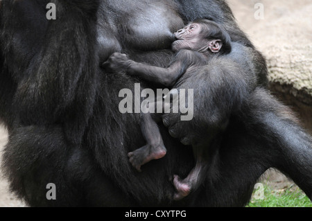 Flachlandgorilla (Gorilla Gorilla Gorilla), baby Säugling Milch von seiner Mutter, Gefangenschaft, African Art, Zootiere Stockfoto