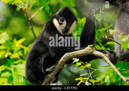 Northern weiße-cheeked Gibbon (Nomascus Leucogenys, Hylobates Concolor Leucogenys), Männlich, gefunden in Asien, Gefangenschaft, Belgien Stockfoto