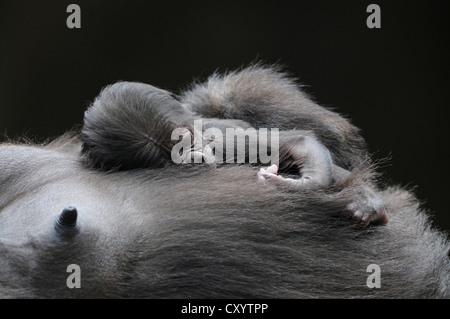 Flachlandgorilla (Gorilla Gorilla Gorilla), baby-schlafen auf dem Bauch seiner Mutter gefangen, Afrikanische Arten Stockfoto