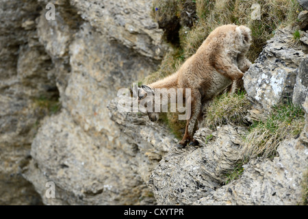 Junge Steinböcke (Capra Ibex), Klettern auf Felsen, Mt Niederhorn, Schweiz, Europa Stockfoto