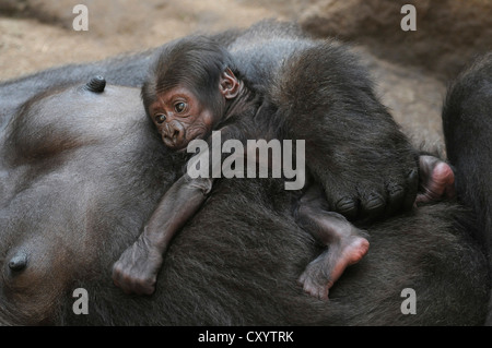 Flachlandgorilla (Gorilla Gorilla Gorilla), baby-schlafen auf dem Bauch seiner Mutter gefangen, Afrikanische Arten Stockfoto